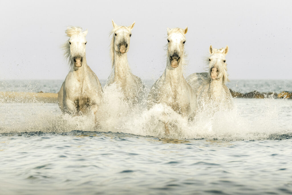 Crinières au vent, vagues à l'âme