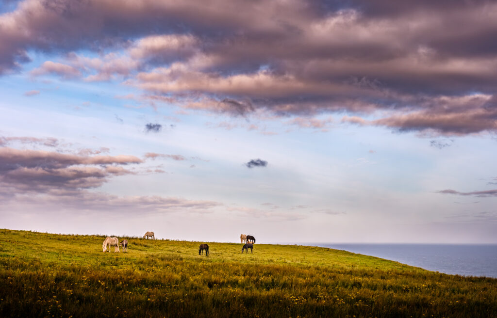 Cliff of Moher - Chevaux irlandais