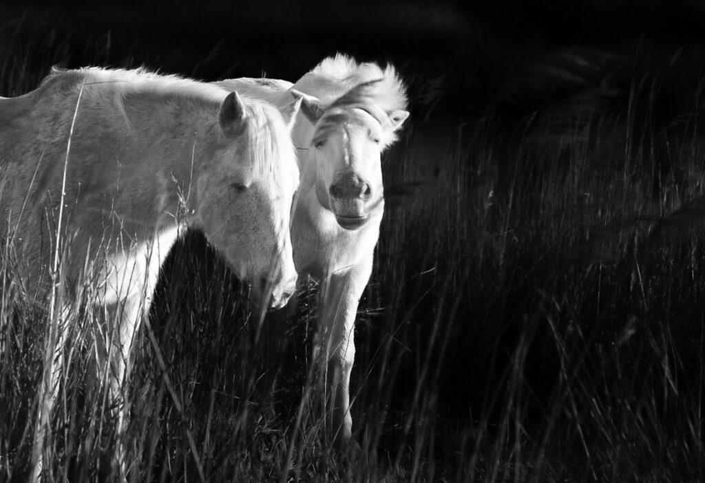 Chevaux_Camargue_2024
