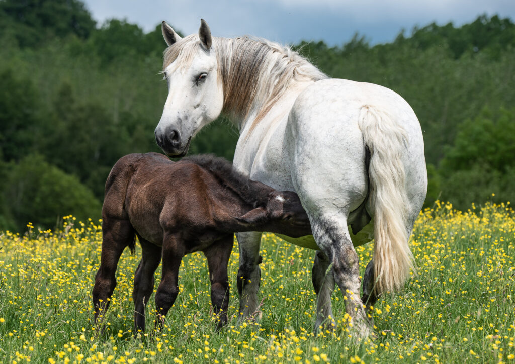 Noir ou blanc, c'est pareil.
