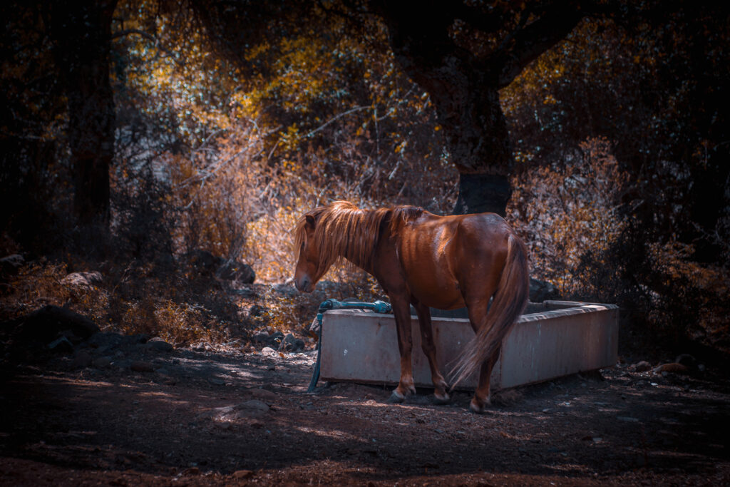 Cuaddeddu de Sa Jara, Cheval sauvage de Sardaigne
