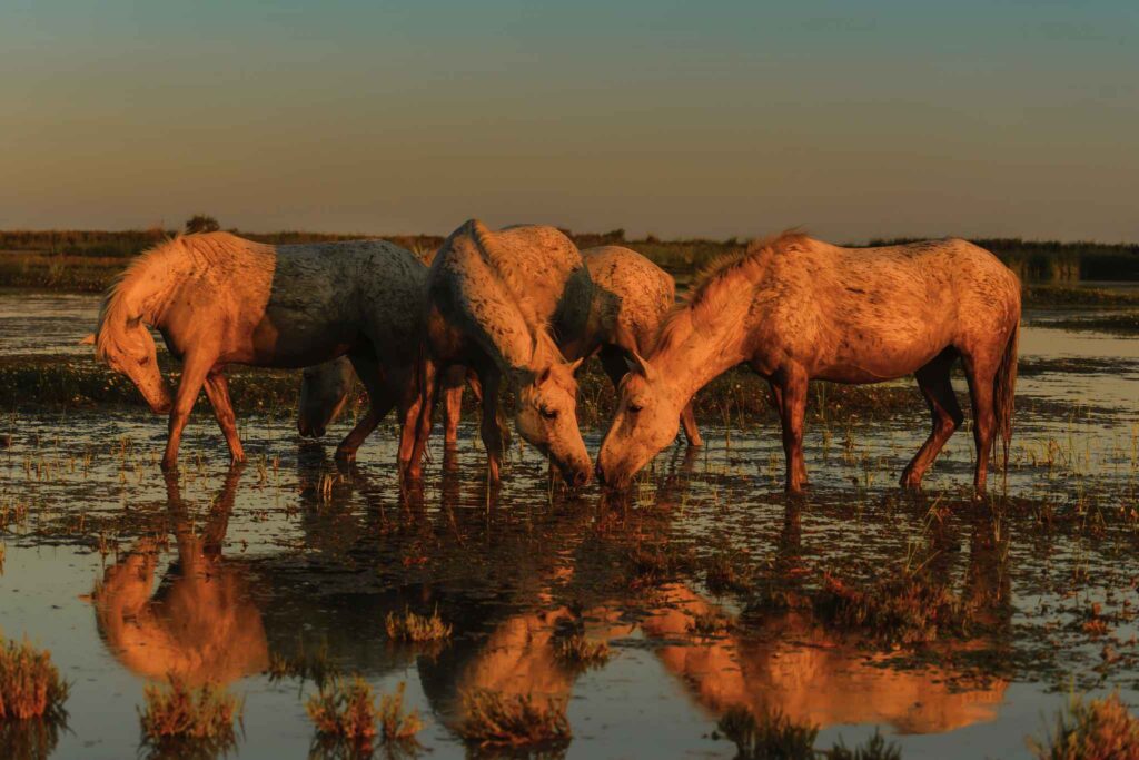 Chevaux en camargue