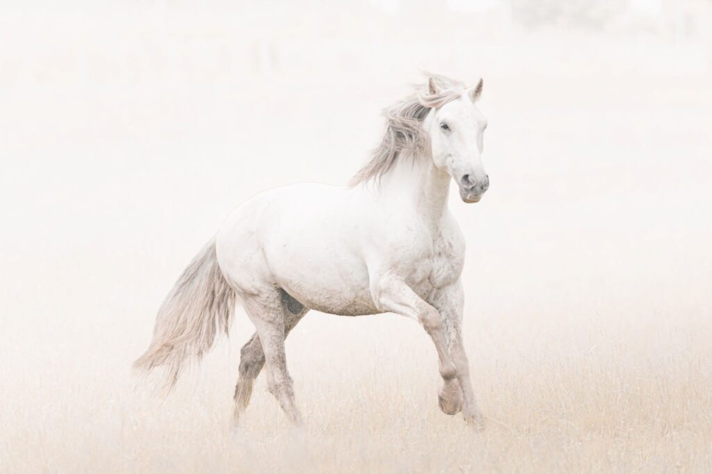 Cheval blanc