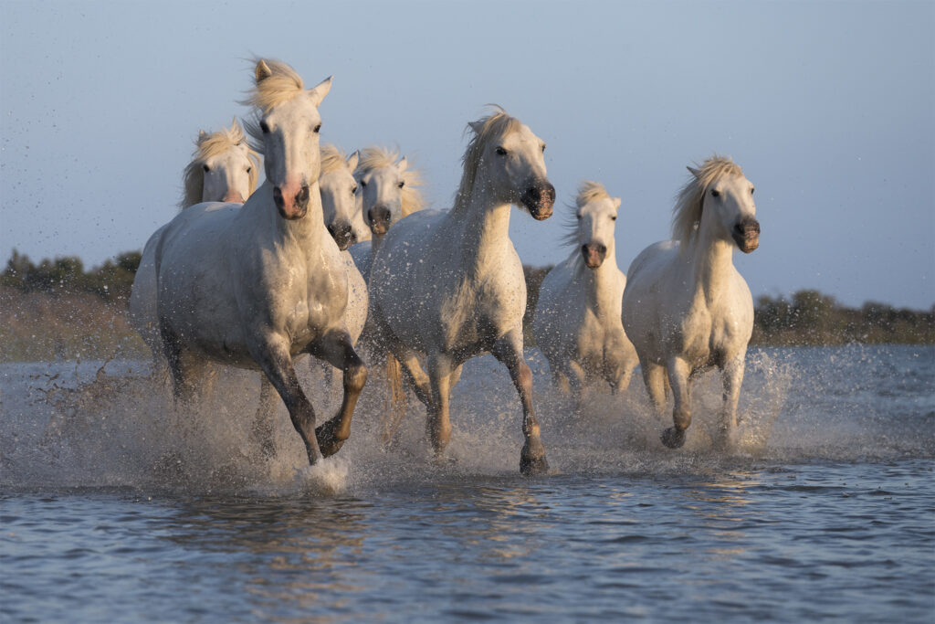 Promenade entre amis