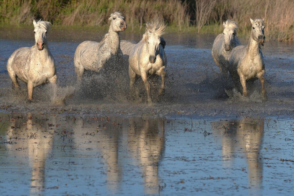 Course dans les marais