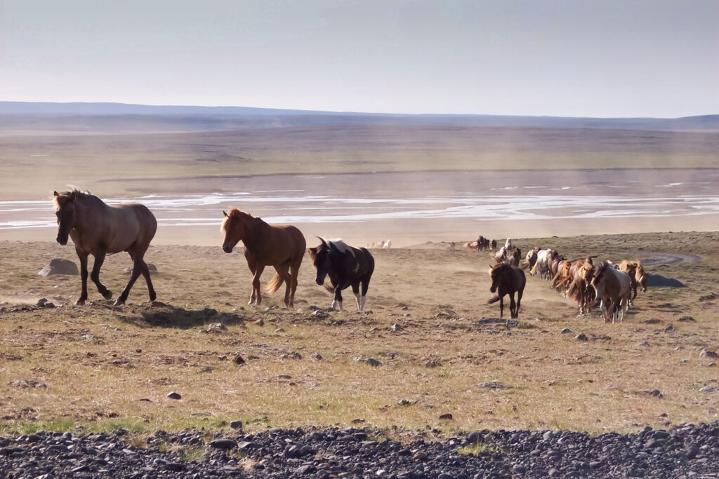 Chevaux islandais