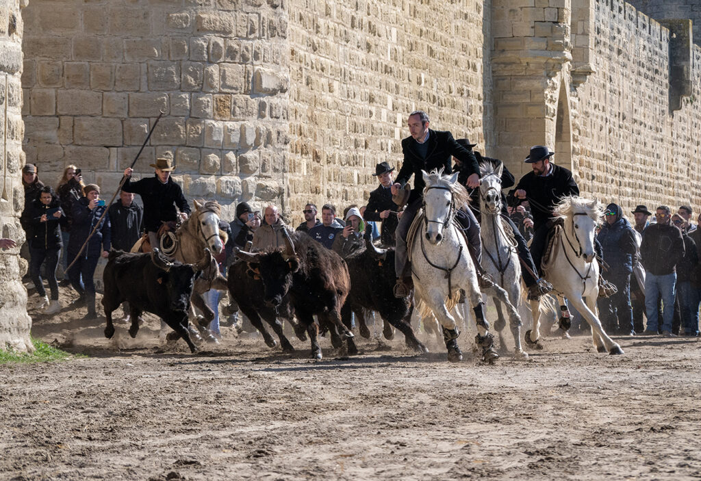 L'abrivado à Aigues - Mortes