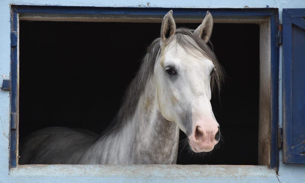 Herdade do Pinheiro octobre 2023
