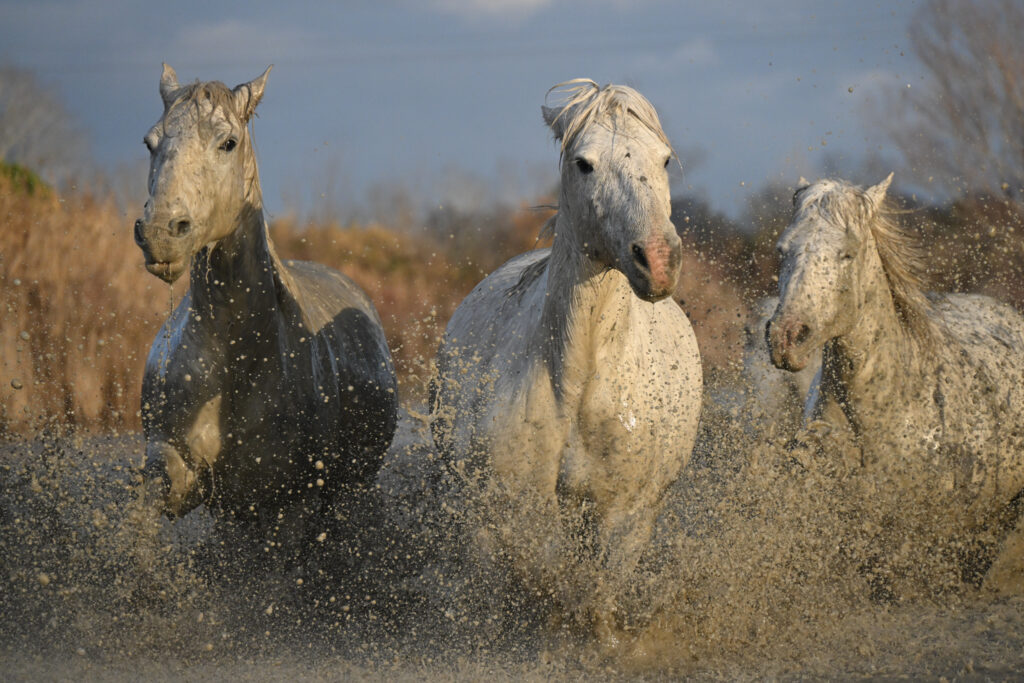 Camargue