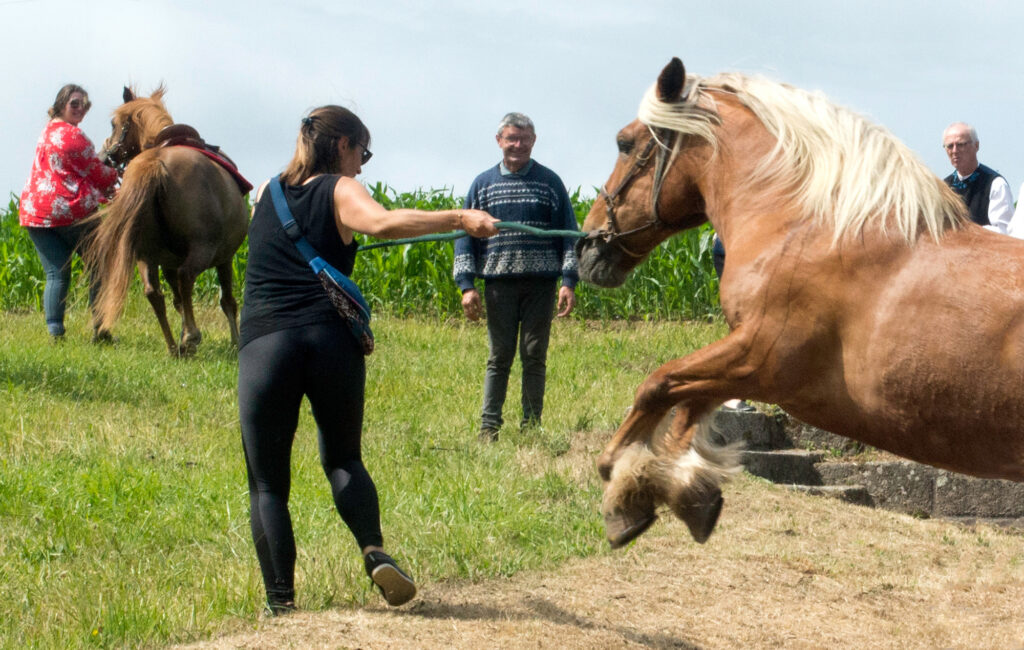 Pardon de Saint Eloi - bénédiction des chevaux