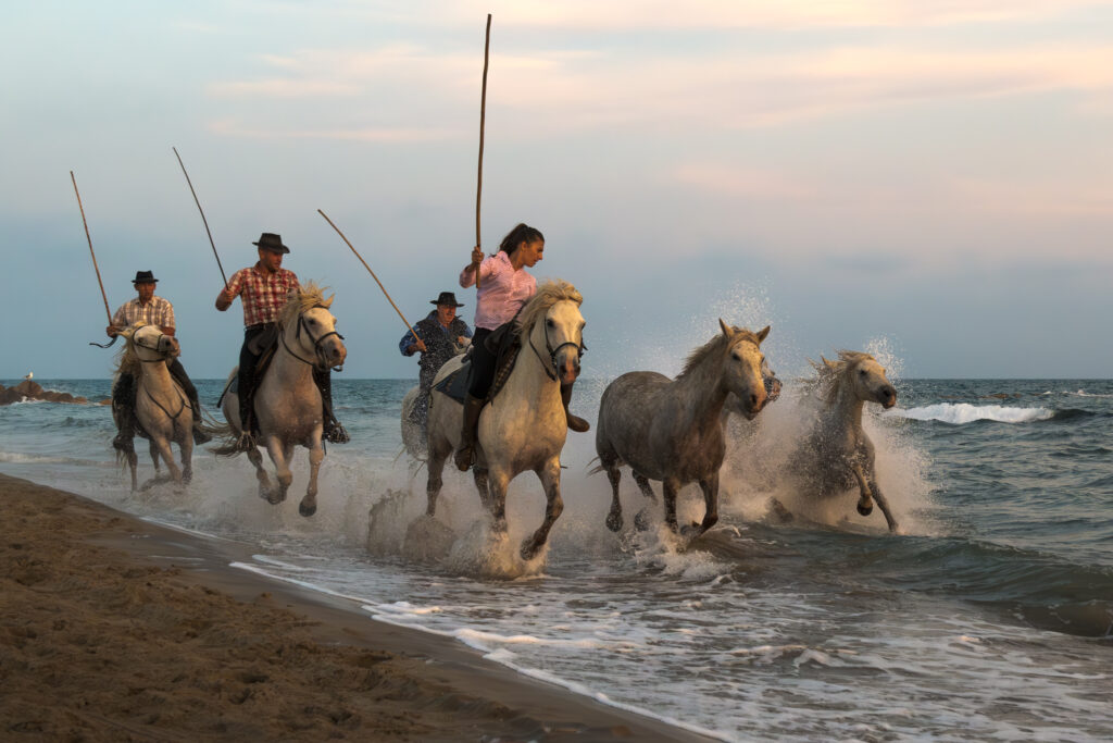 Les juments de Lucien