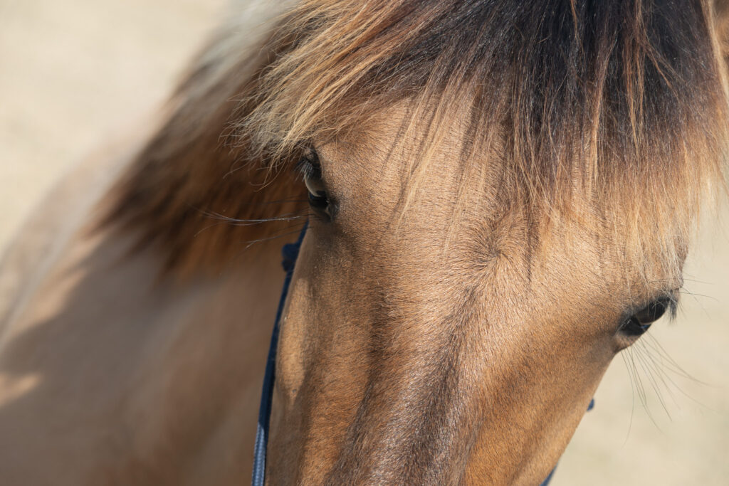 les yeux dans les yeux