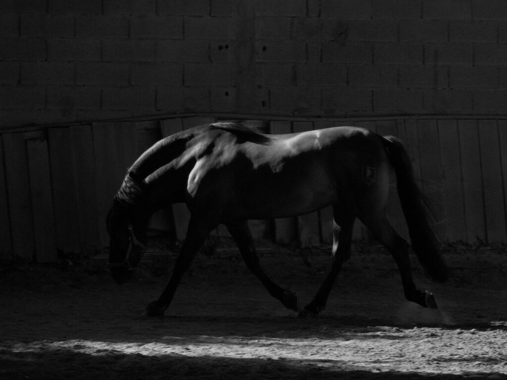 Dans l'ombre et la lumière