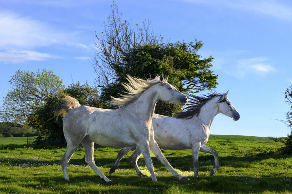 Les Rois des Prairies