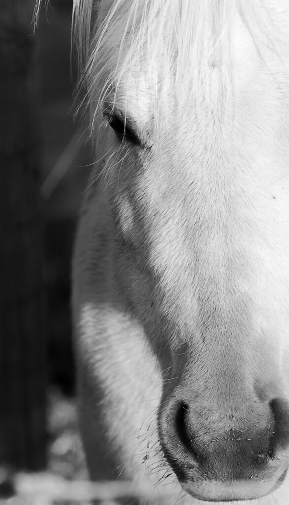 Beauty in Black&White