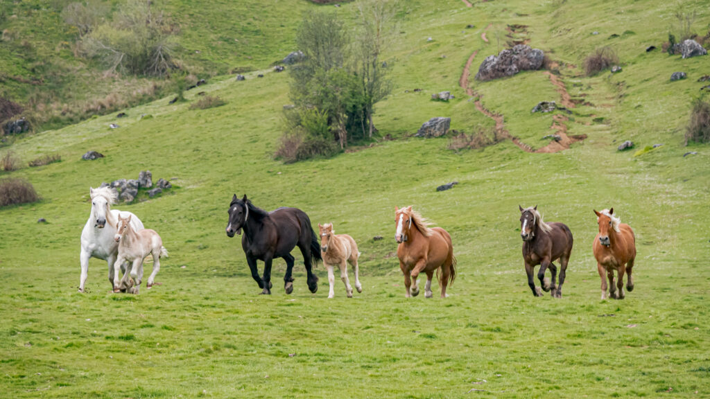 Chevaux sur le plateau du Benou en Pyrénées atlantique.