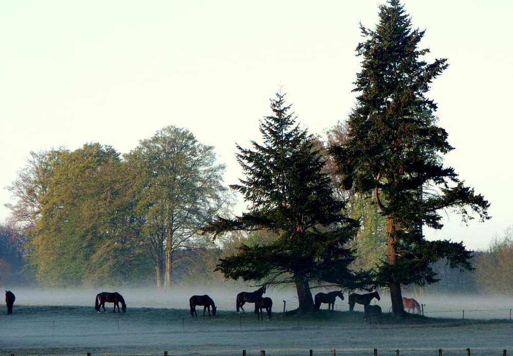 Brume sur le haras