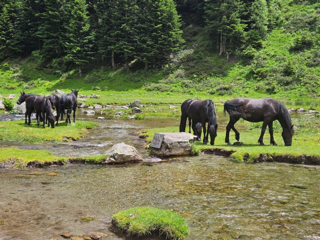 chevaux de Mérens en liberté