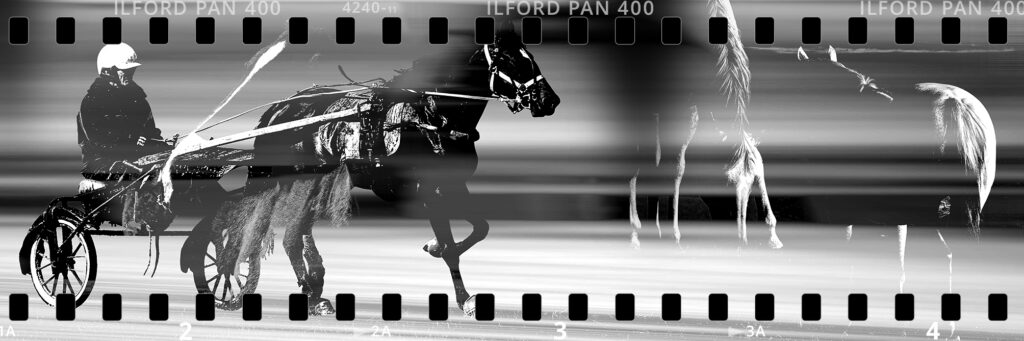 Chevaux sur négatif