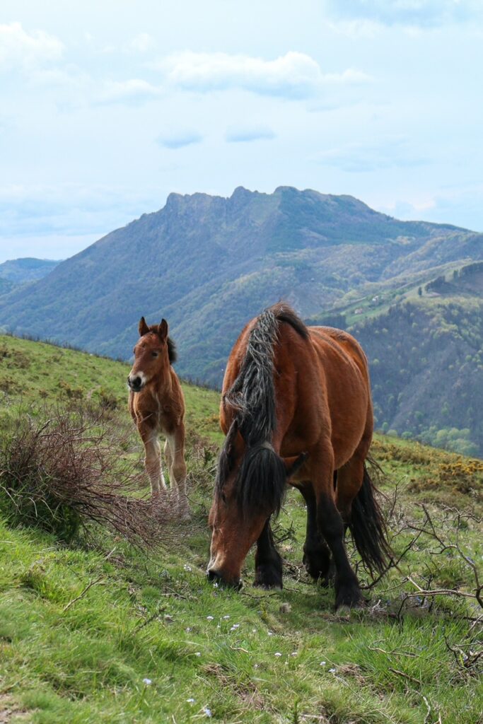 Rencontre au col d’Ibardin