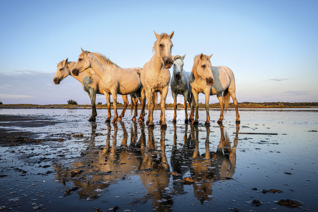 Après la cavalcade un peu de repos!