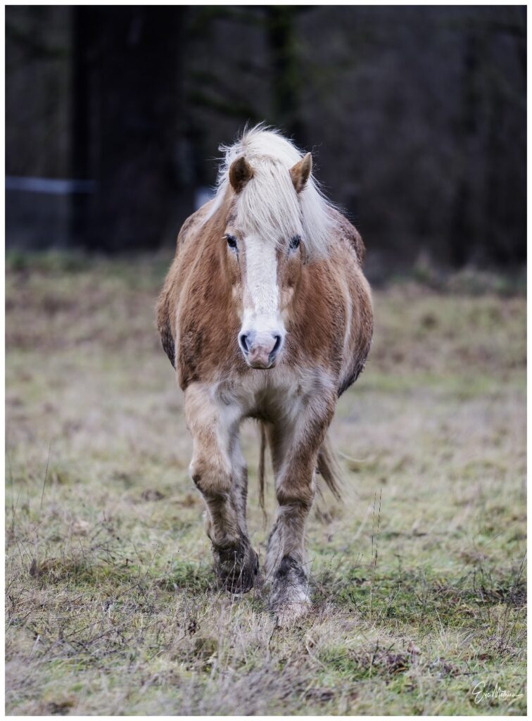 Le promeneur du dimanche