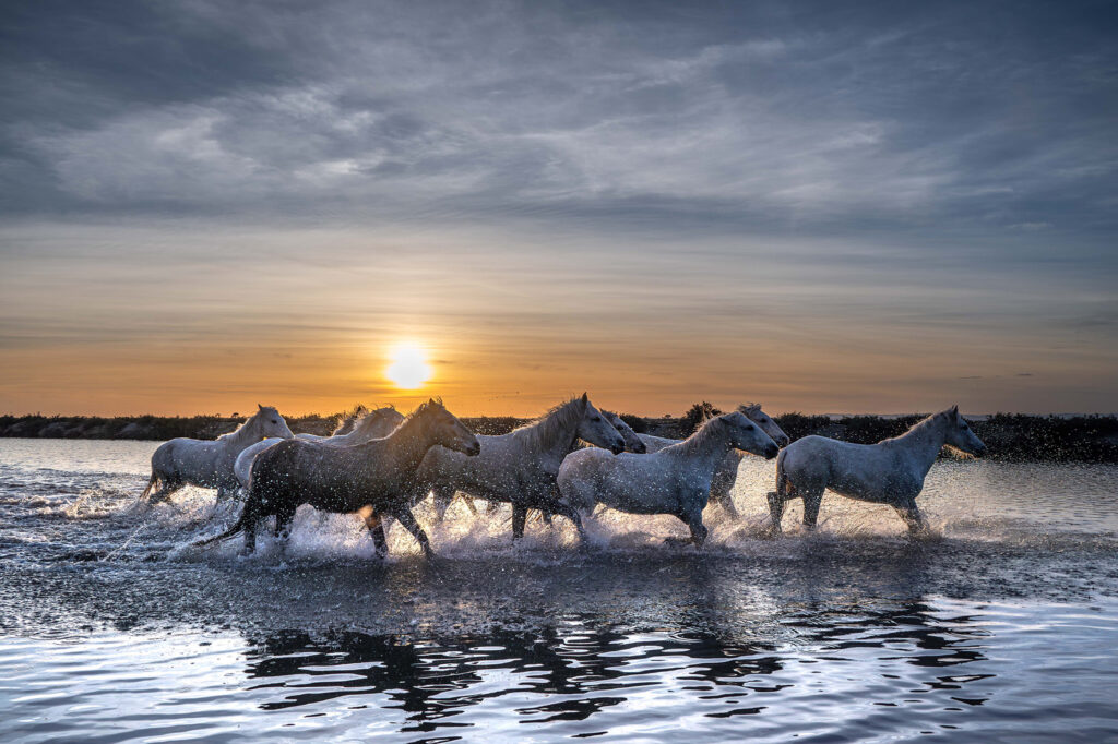 Liberté Camarguaise