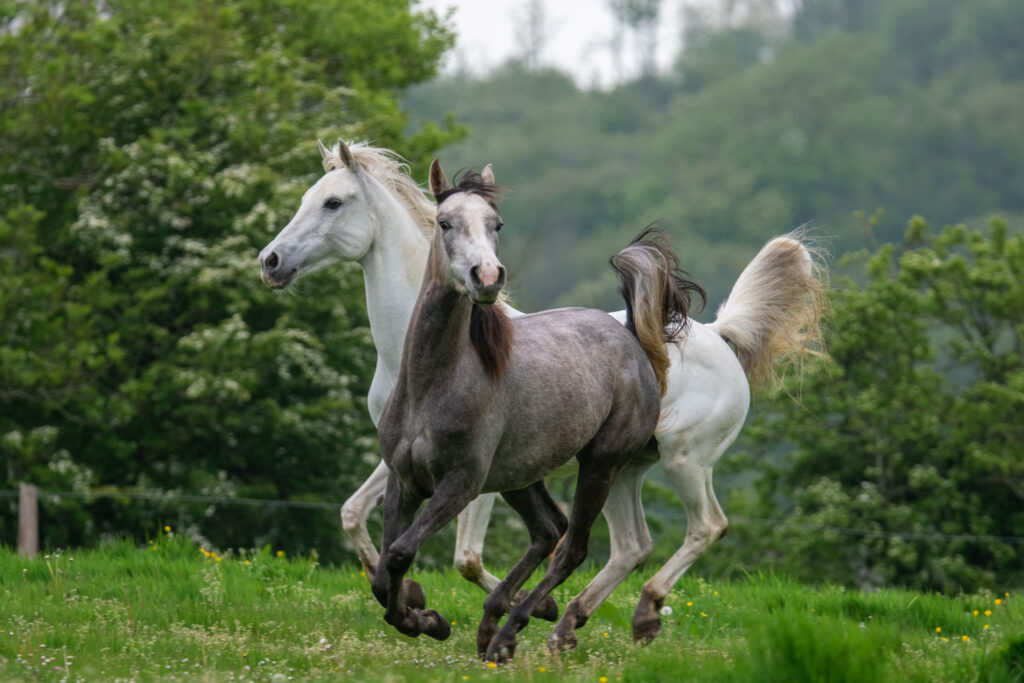 Quelle allure, quel charme !