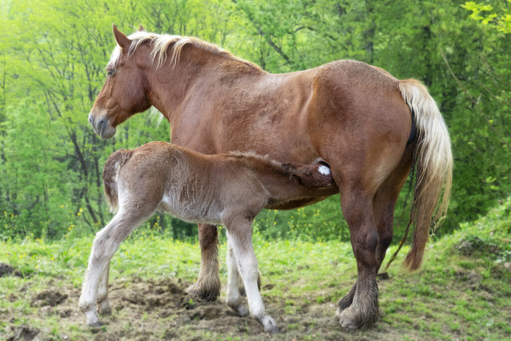 Poulain né il y a quelques heures