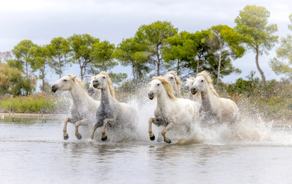 ESPRIT CAMARGUE!