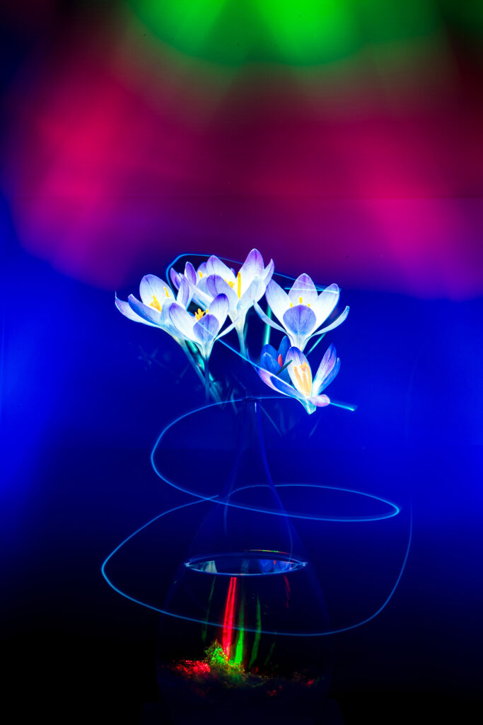 Crocus sous les projecteurs