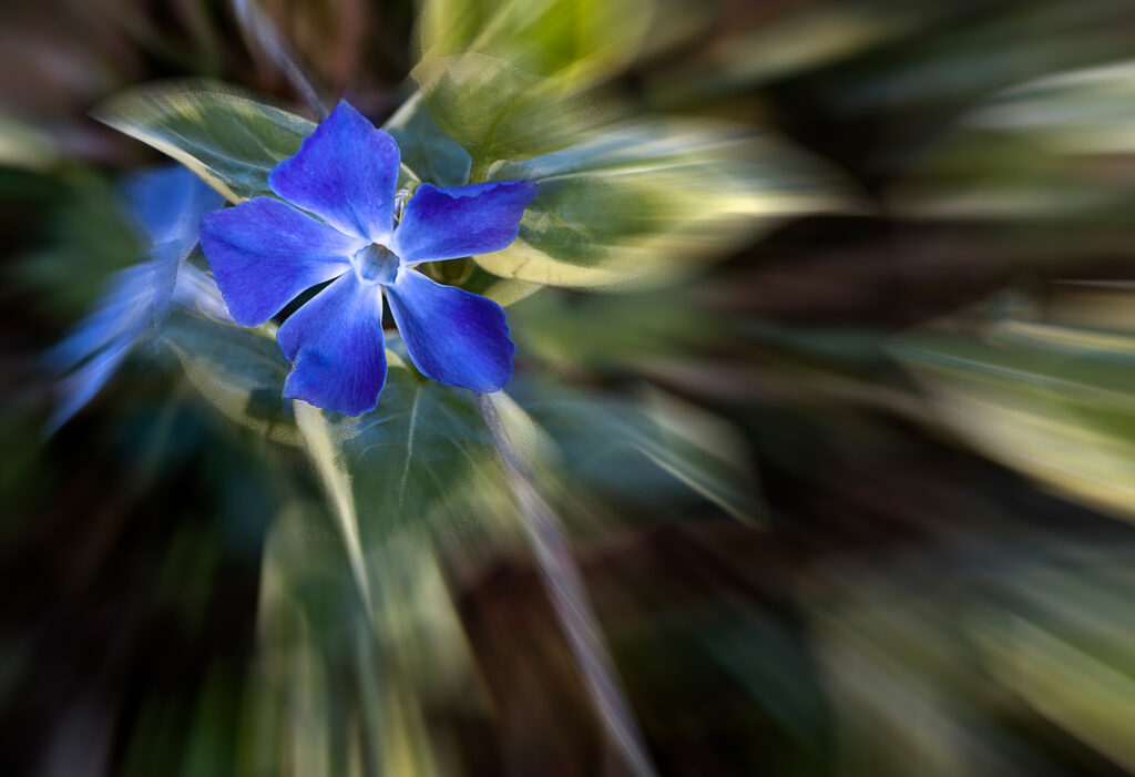 Pervenche en poésie