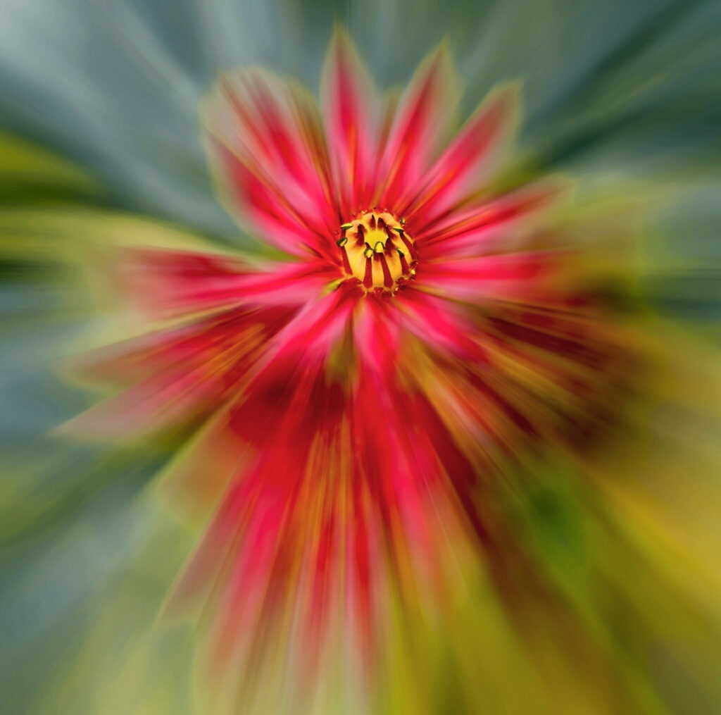 Le coeur de la Joubarde étoilée