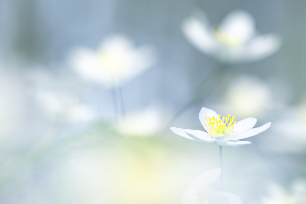 Anémone tout en douceur