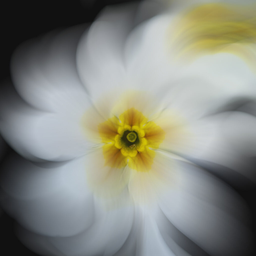 Primevère blanche en créatif