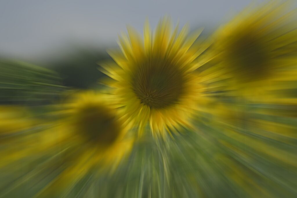 Tournesol attiré par le soleil!
