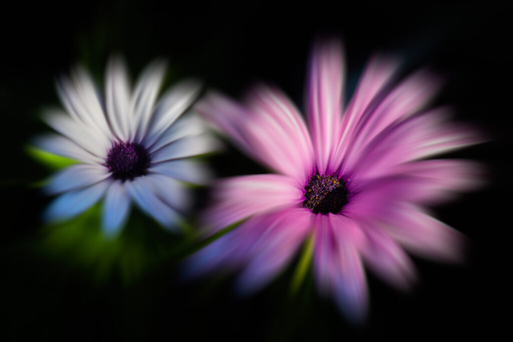 Marguerites...