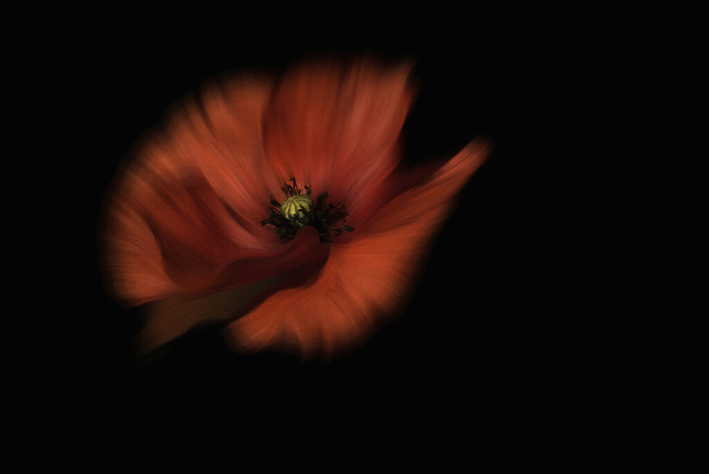 gentil coquelicot