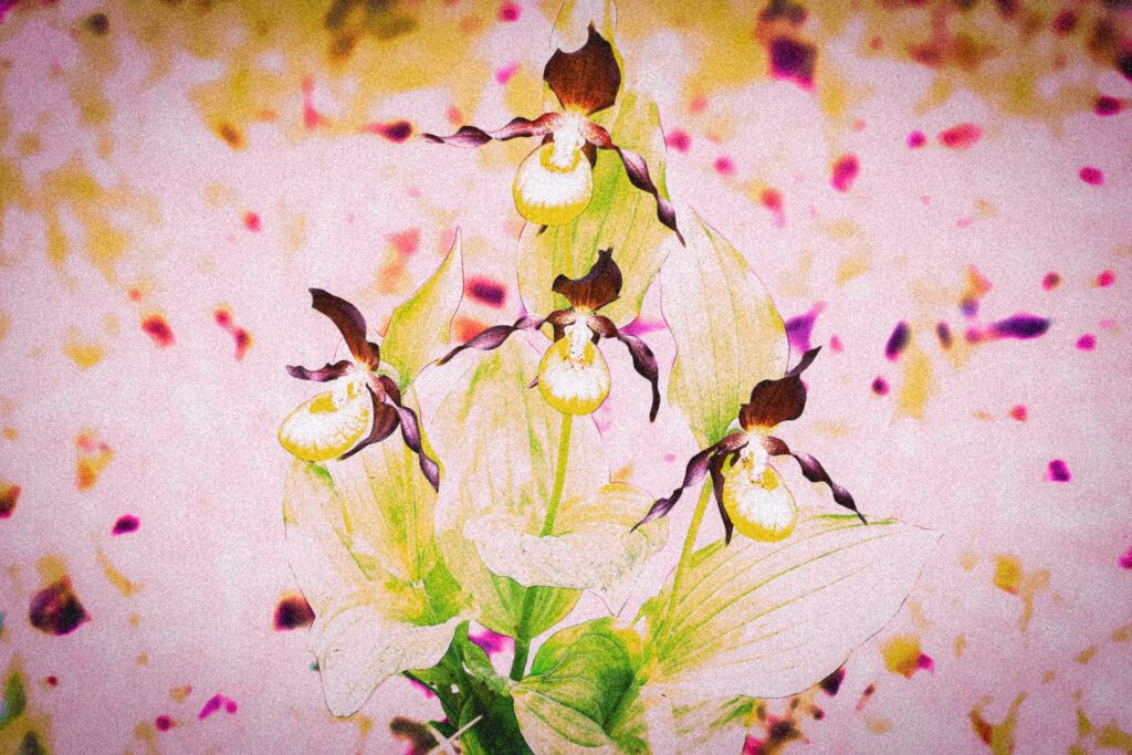 En passant par la Lorraine avec mes sabots...