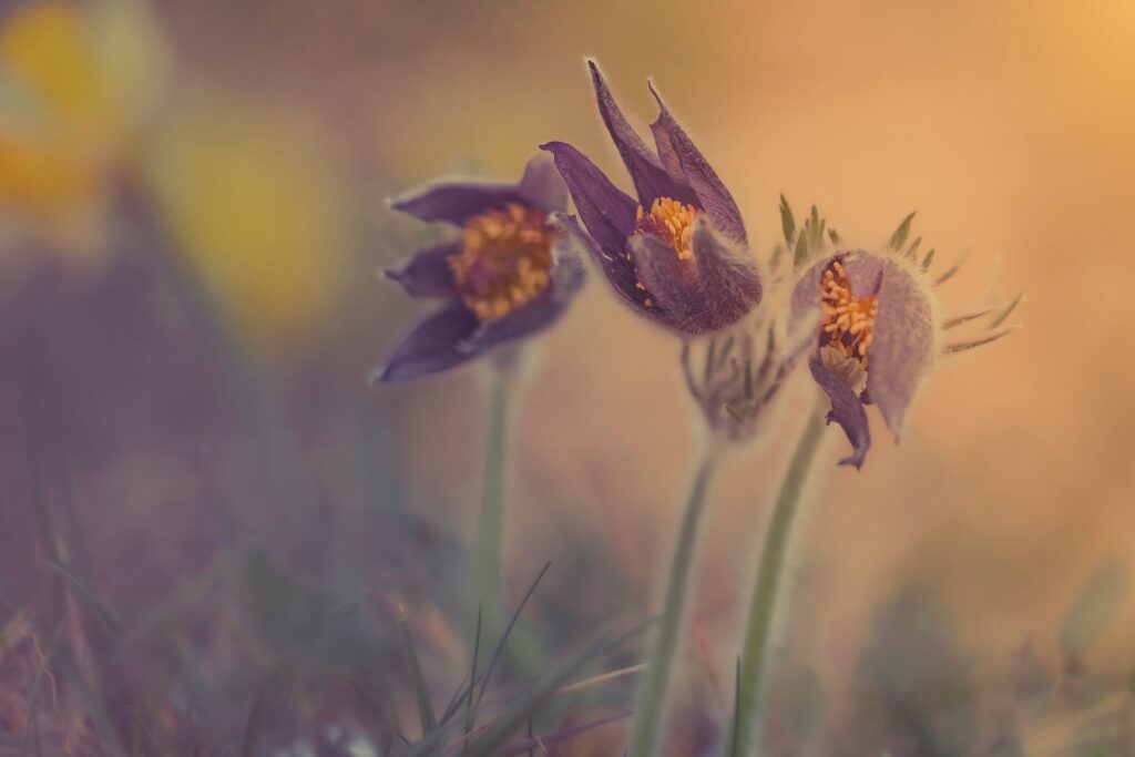 anémones pulsatiles très sauvages