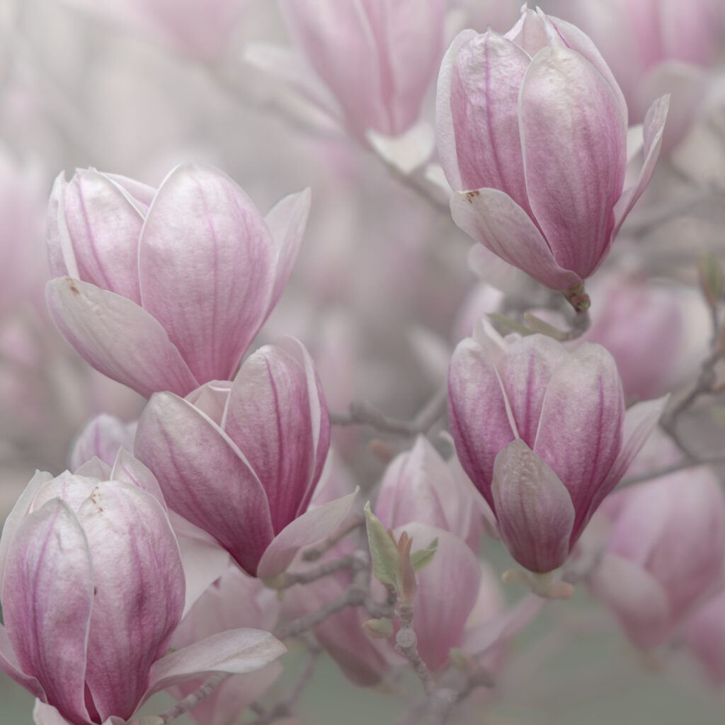 Rêverie en magnolia