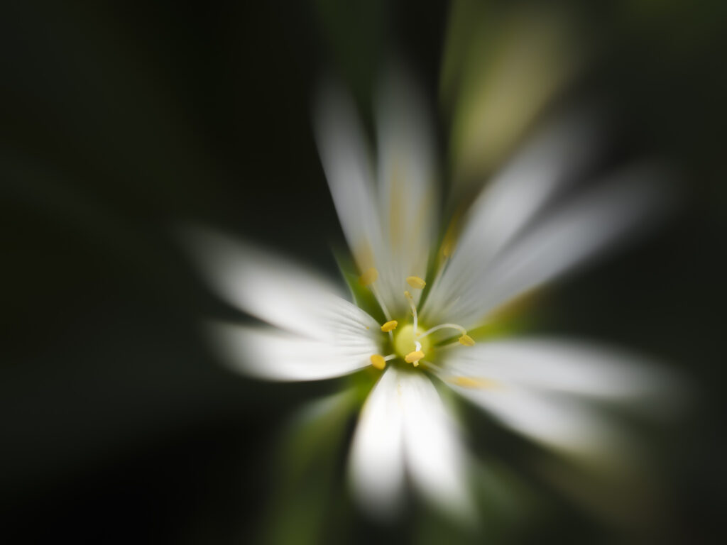 Petite etoile des champs