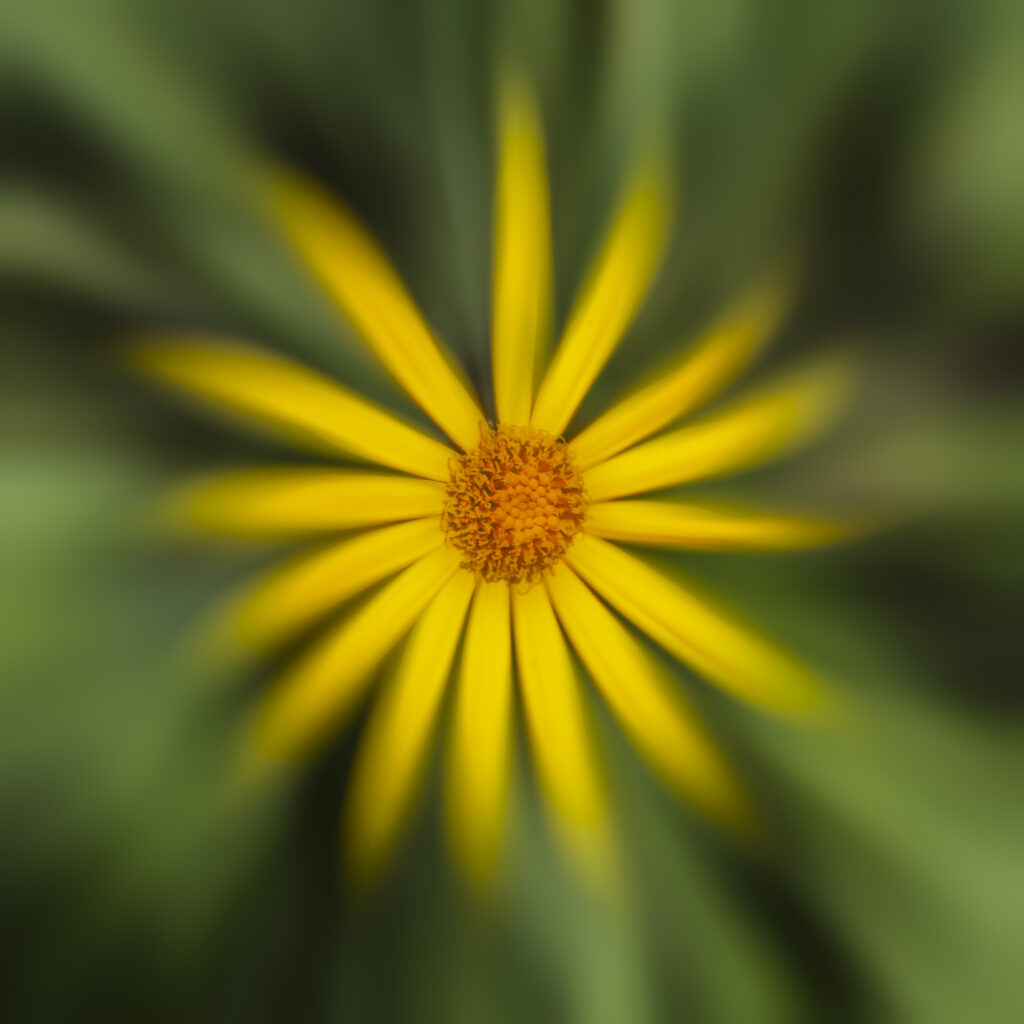 Arnica
