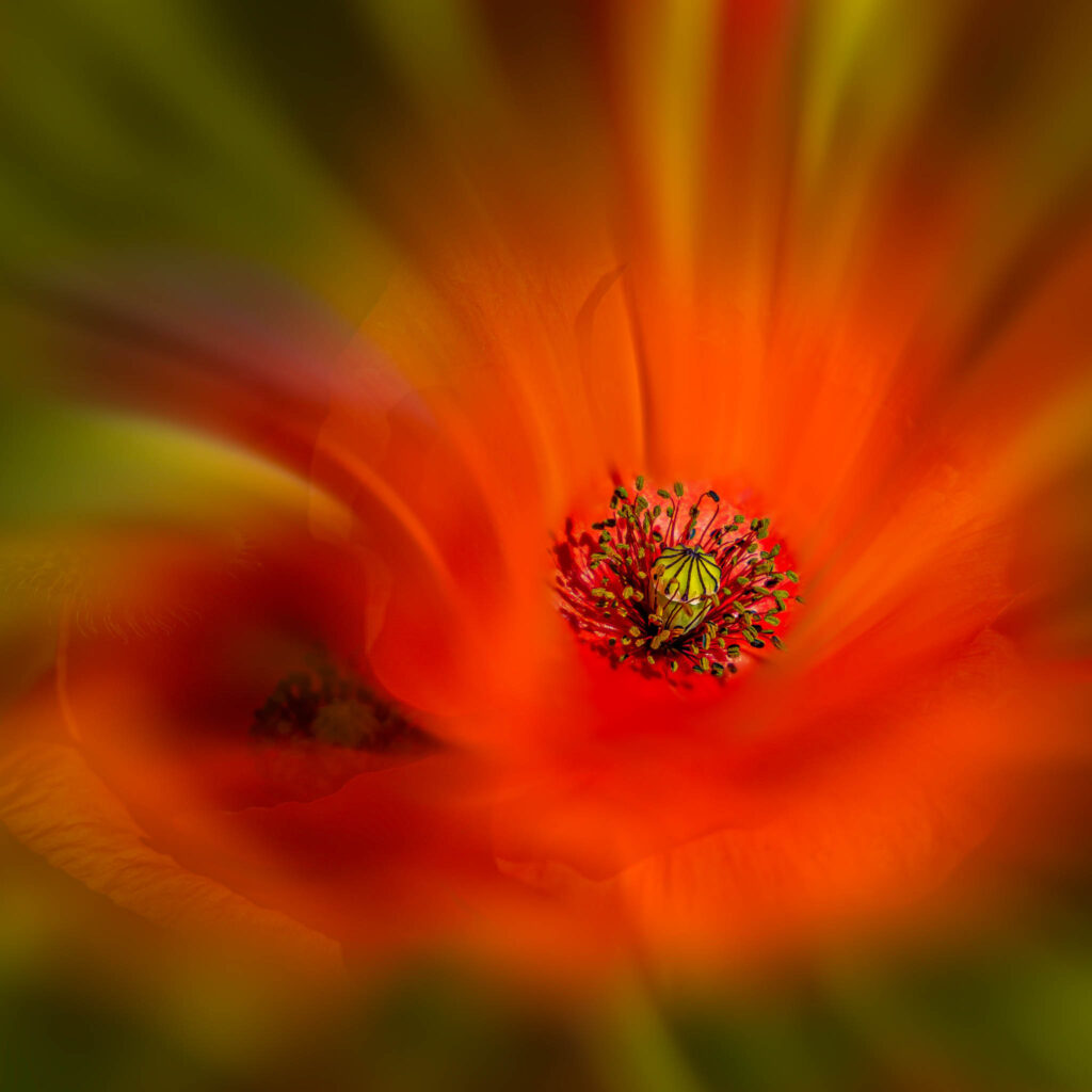 Au cœur du Coquelicot