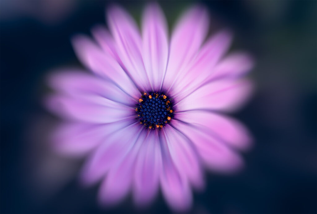 Osteospermum créatif