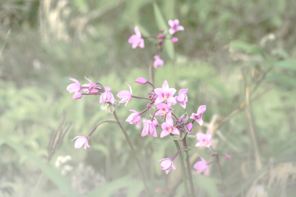 Fleurs sauvages des Antilles