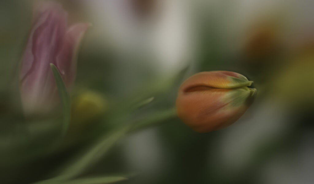 TULIPE ART FLORAL CREATIF