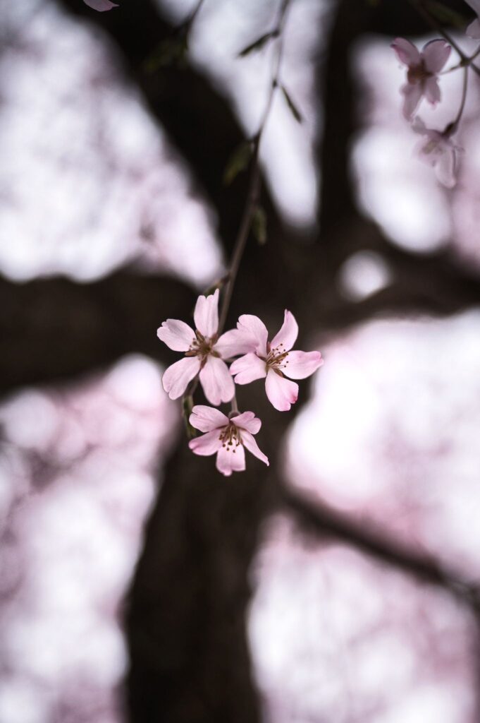 Sakura à Tokyo