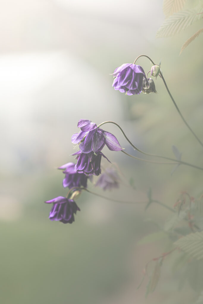 Les clochettes élégantes