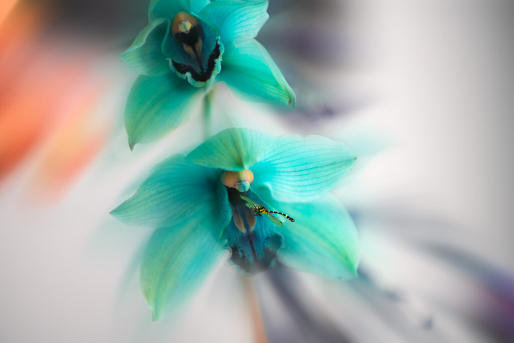 un intrus se pose sur mon Orchidées bleu